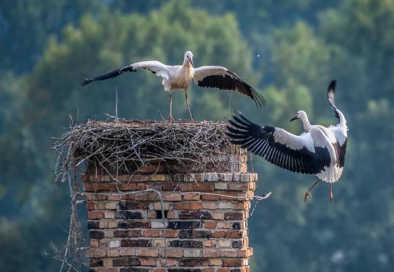 Expert Chimney Animal Removal in Lake Arbor, MD Professional Chimney Animal Removal Services in Lake Arbor, Maryland