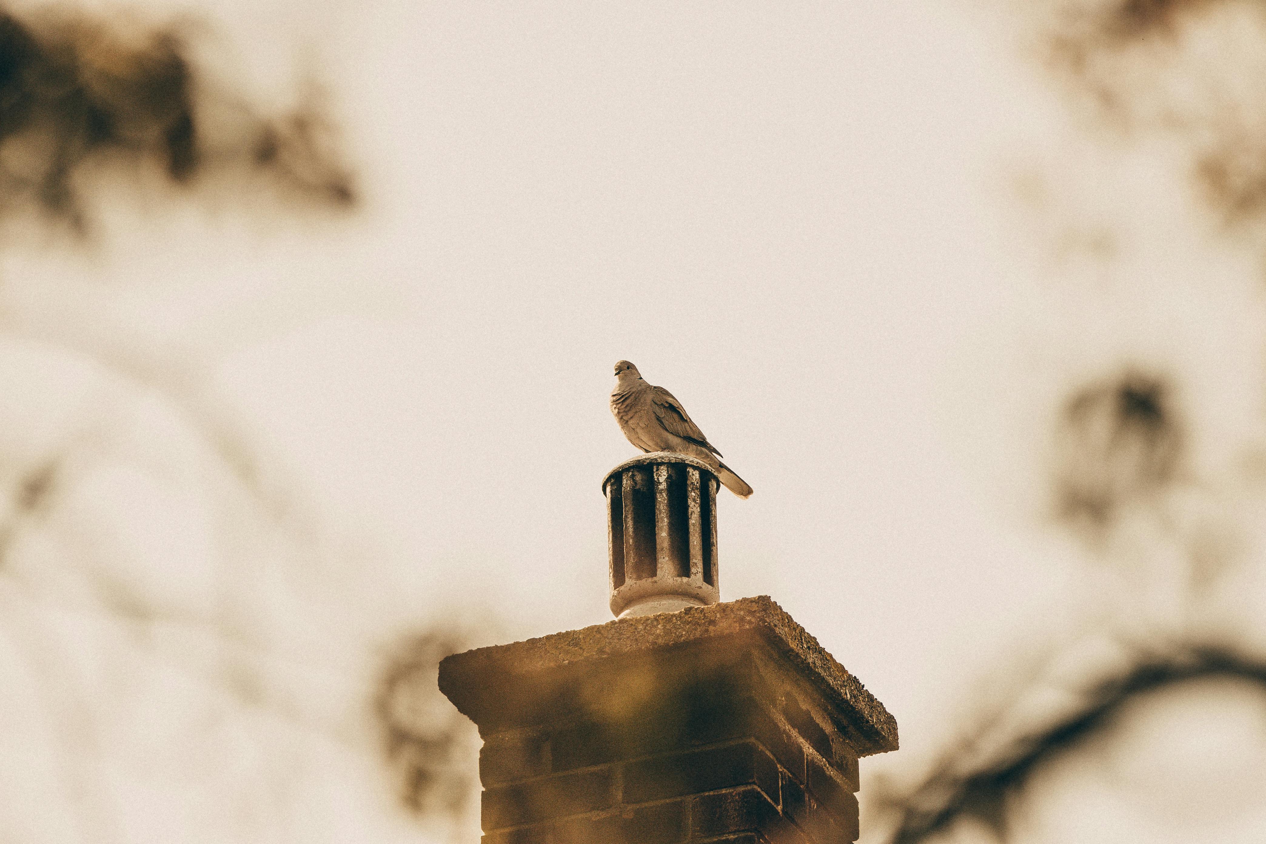 Professional Chimney Cap Installation Services in Lake Arbor, MD Expert Chimney Cap Installation in Lake Arbor, Maryland
